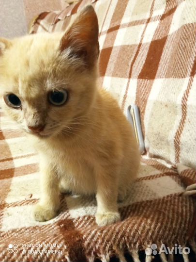 Рыжий котенок