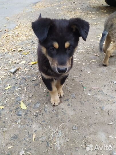 Собаки щенки