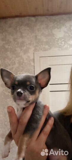 Девчушка чихуахуа