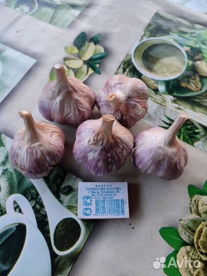 Озимый чеснок