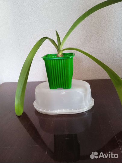 Стапелия, молочай