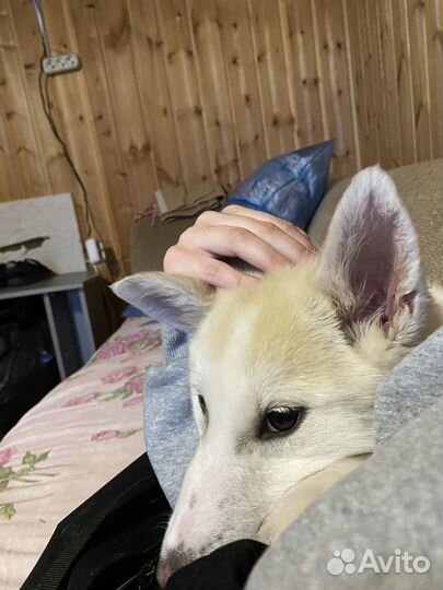 Собака в добрые руки отдам бесплатно