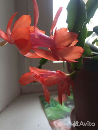 Декабрист шлюмбергера сортовые