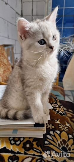 Британский котик
