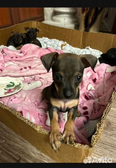 Той-терьер щенки