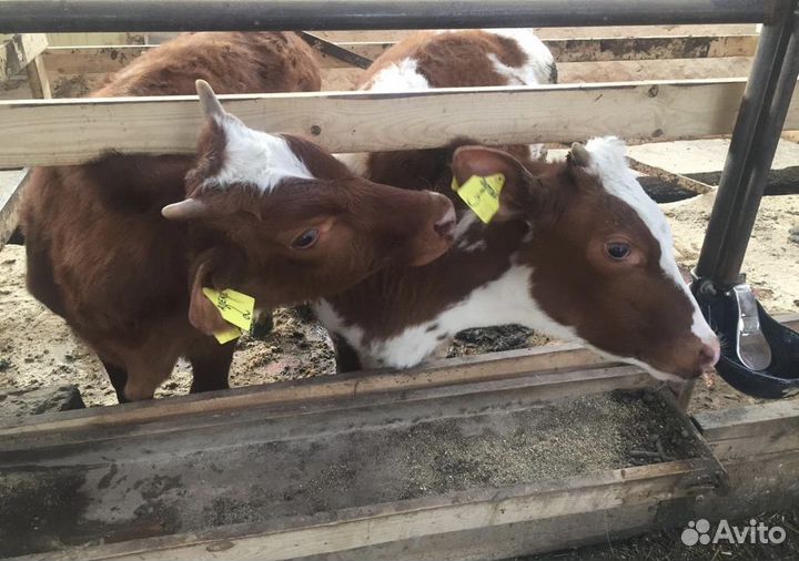 Ферма по производству молока, откорм бычков