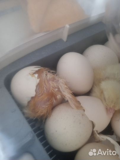 Птица для Вашего хозяйства