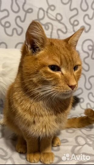 Рыжий кот