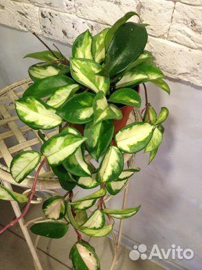 Хойя вариегатная Tricolor