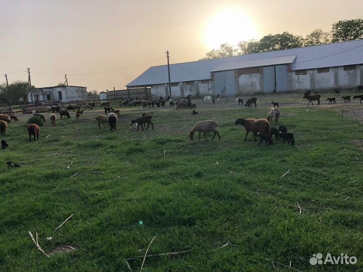 Овцы бараны ягнята