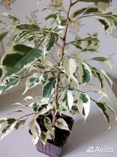 Фикус Бенджамина