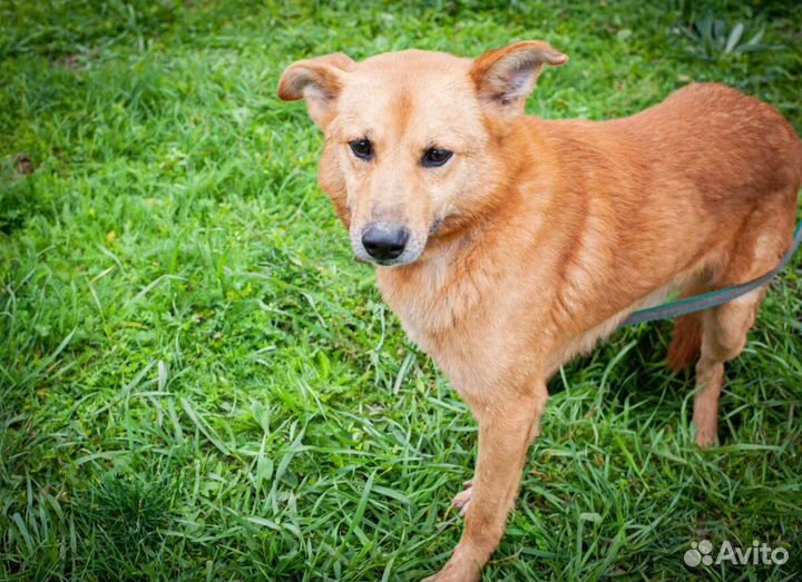 Собака из приюта в добрые руки