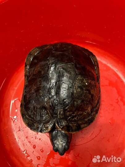 Красноухая черепаха бесплатно (взрослая)