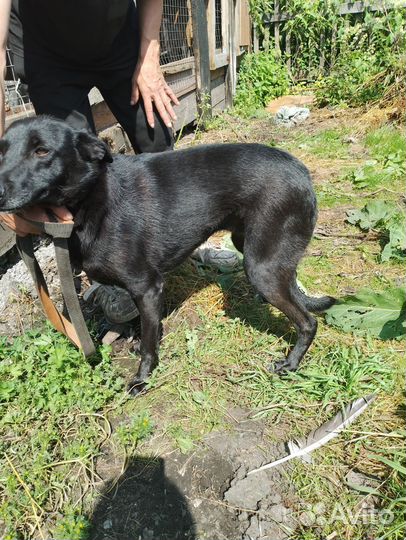 Собака в добрые руки отдам бесплатно