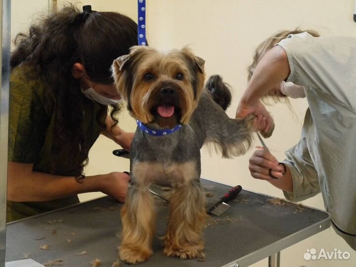 Груминг собак бесплатно