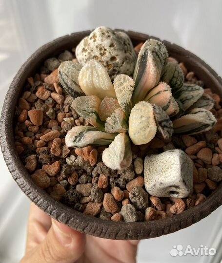 Хавортия вариегатная коллекционная