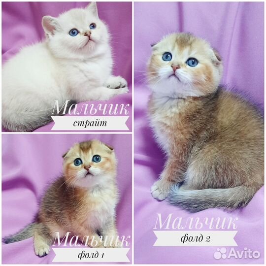 Шотландские котята