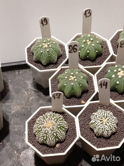 Астрофитум Звездчатый Стар Шейп 7 см горшок