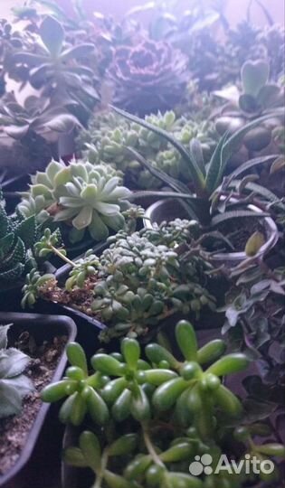 Суккуленты