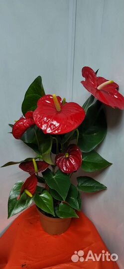 Комнатные растения цветы антуриум разные