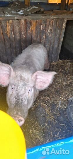 Хряк рабочий
