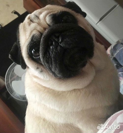 Найдена собака Мопс