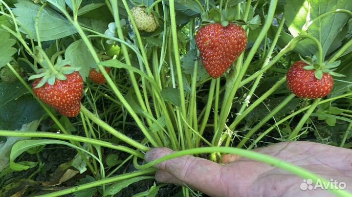 Клубника саженцы