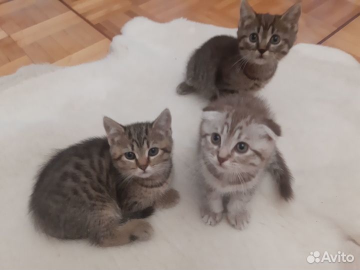 Британские котята