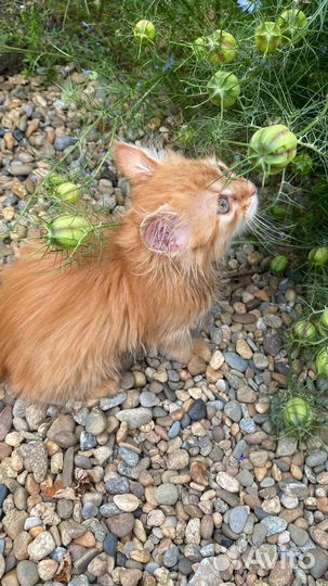 Кот и кошка в добрые руки