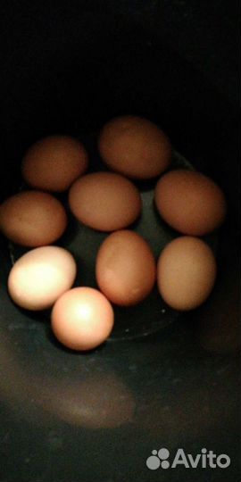 Яйцо куриное