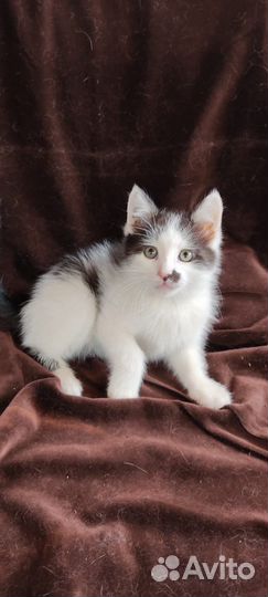 Кошки в добрые руки