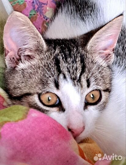 Котенок 3 мес в заботливые руки бесплатно