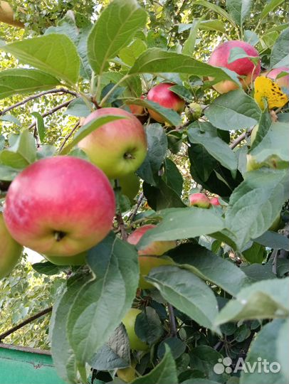 Саженцы яблоня