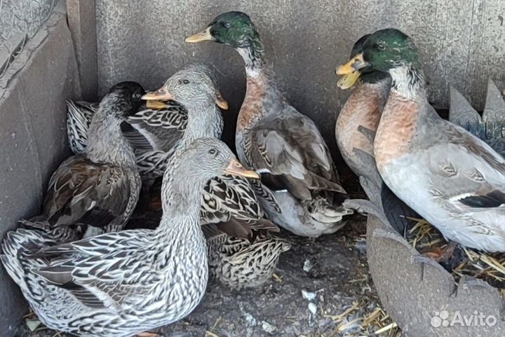 Утка серебрянка