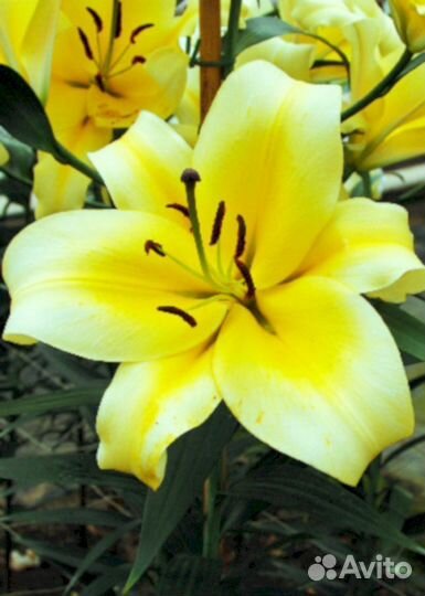 Лилия саженцы Катина