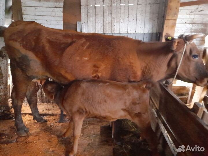 Корова с теленком