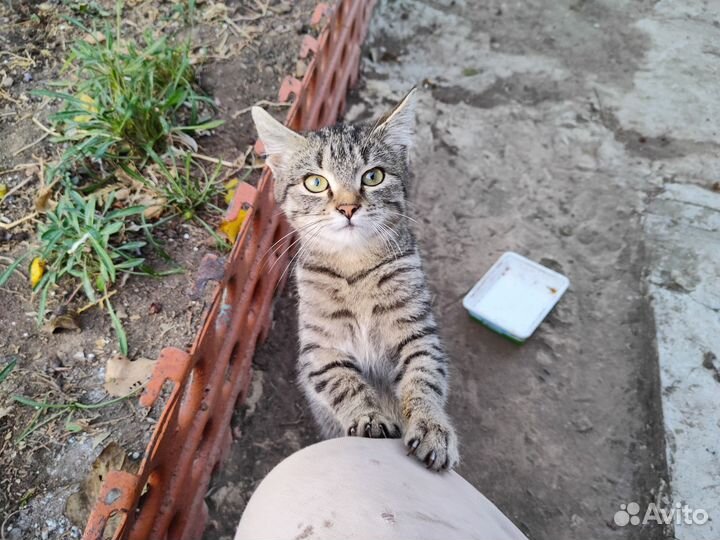 Котик в добрые руки