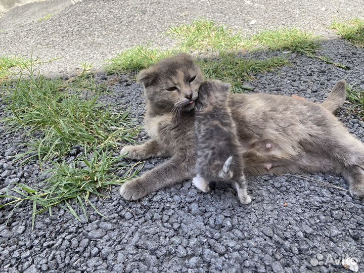 Кошка с тремя котятами