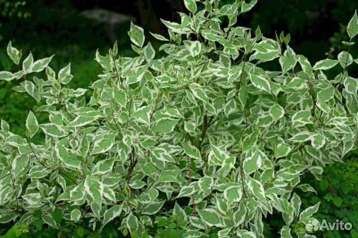 Дерен Элегантисимо