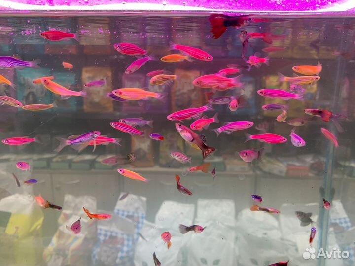 Аквариумные рыбки