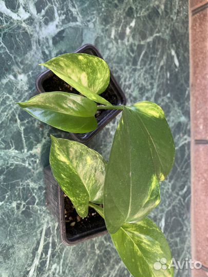 Сциндапсус