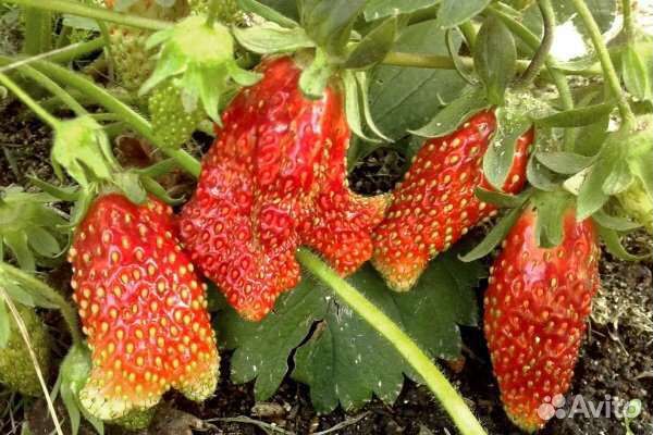 Саженцы клубники и малины