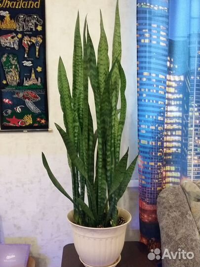 Сансевиерия
