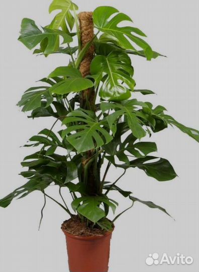 Опора для растений