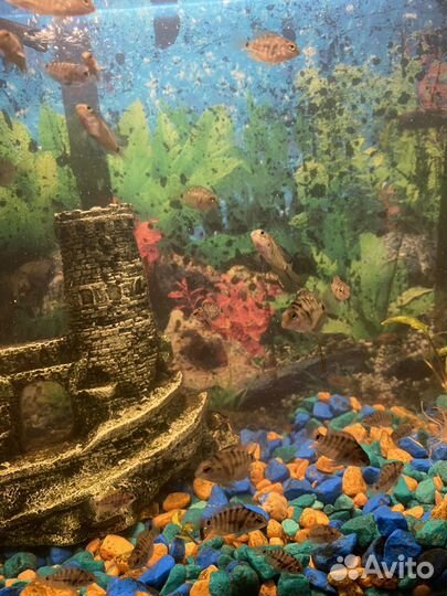 Аквариумные рыбки цихлиды