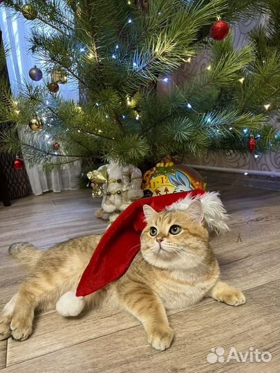 Британский кот для вязки