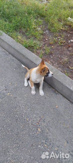 Щенок в добрые руки бесплатно