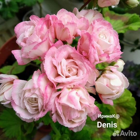 Сортовые пеларгонии