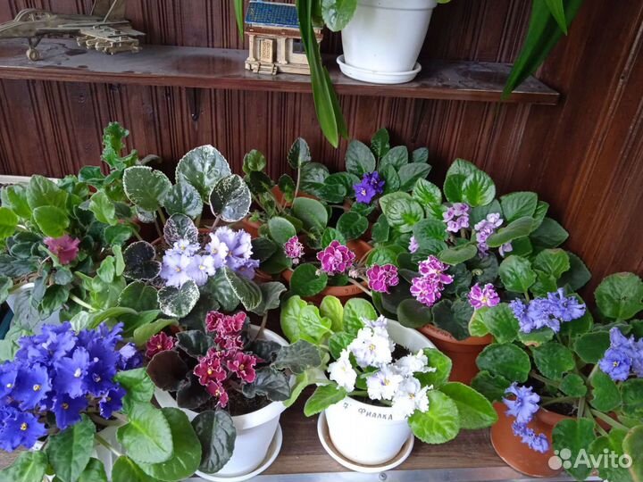 Фиалки сортовые и простые