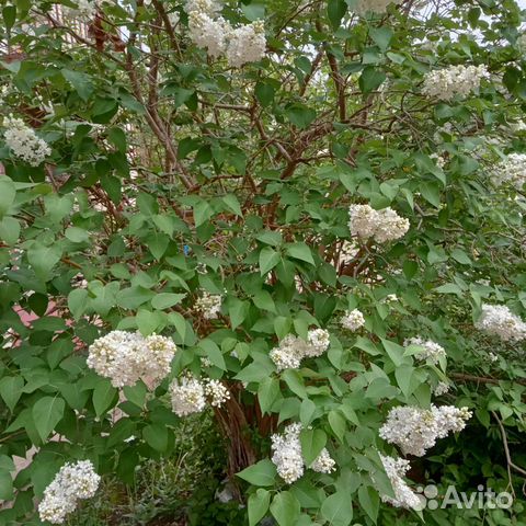 Сирень белая на срез
